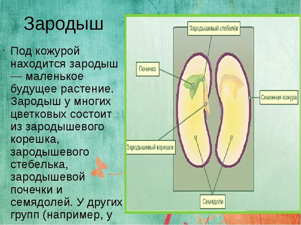 Какую функцию выполняет семена кожура. Зародыш растения состоит. Что такое зародыш в биологии 6 класс. Зародыш семени это в биологии. Функция зародыша семени растений.