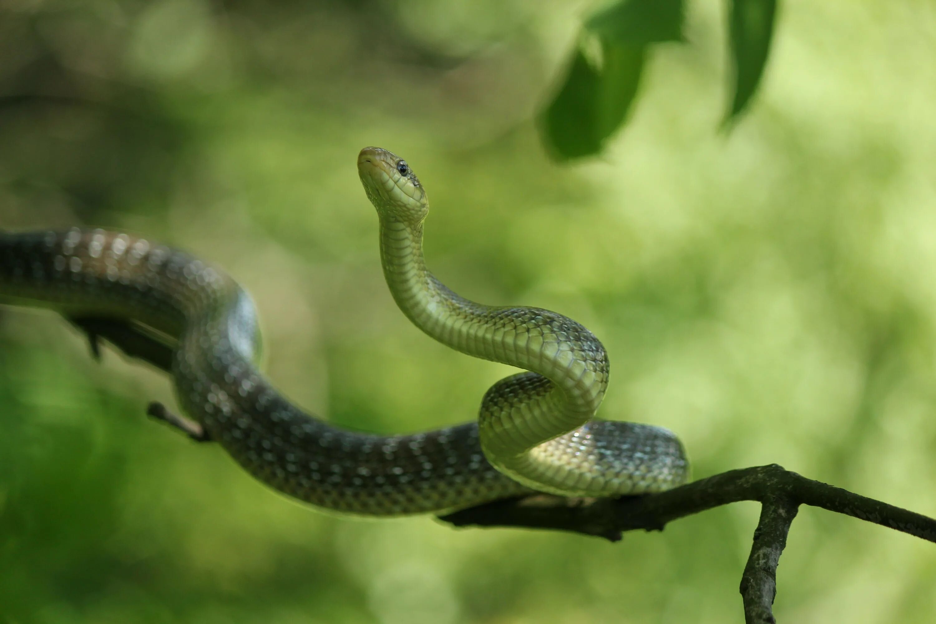 Snake