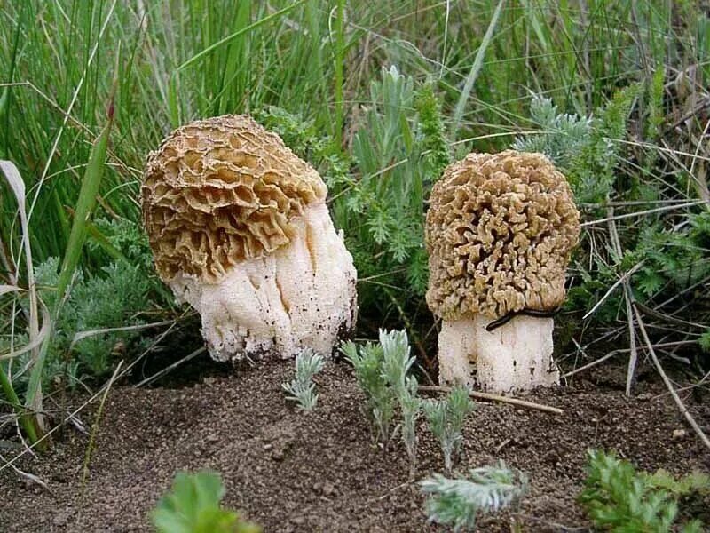 Гриб сморчок Степной. Степной сморчок Morchella steppicola. Сморчок полевой. Сморчок Луговой. Весной есть грибы