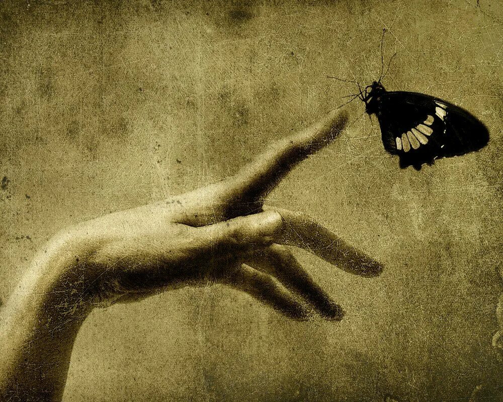 Разочарование сердца. Бабочка на ладони. На руку бабочка. Отпустить бабочку. Человек бабочка.