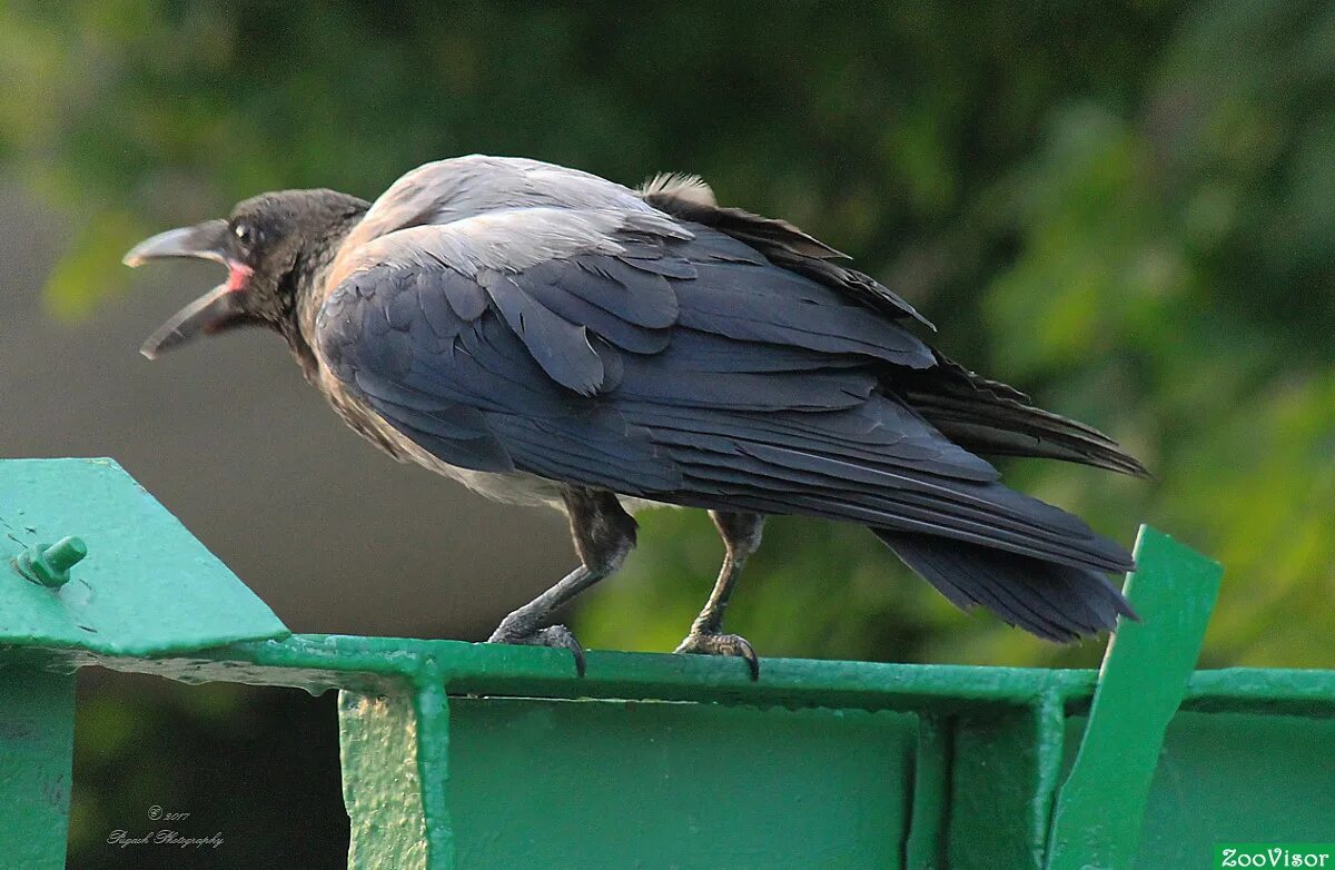 грач птица клюв. странный ворон. забавные вороны. странная ворона. странный ворон.