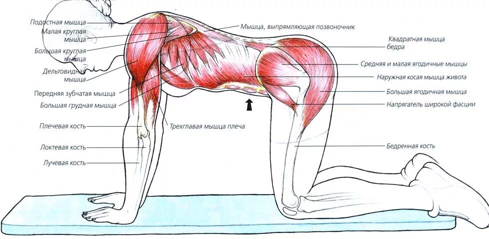 вакуумное упражнение для живота техника выполнения. упражнение для мышц живота вакуум. камера для вакуумной инфузии своими руками. вакуумные упражнения для живота. упражнение вакуум для живота.