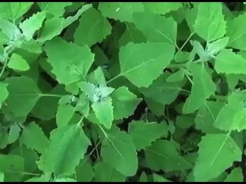 Lebeda - dorivor begona o't! Qovun qonni tozalash uchun, o'pka, jigar va siydik 