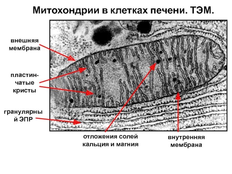 Митохондрии в клетках печени. Митохондрии в клетках печени электронная микрофотография. Митохондрии гистология.