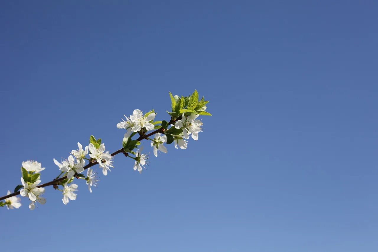 Дни цветения sky. Голубые цветы на дереве. Цветущая ветка небо. Небо и белая вишня. Новая Усмань весной цветет.