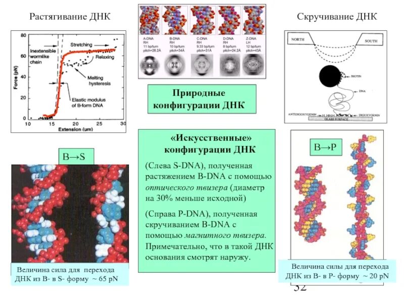 Конфигурация ДНК. Пространственная конфигурация ДНК. Синтетическая ДНК. Искусственная ДНК.