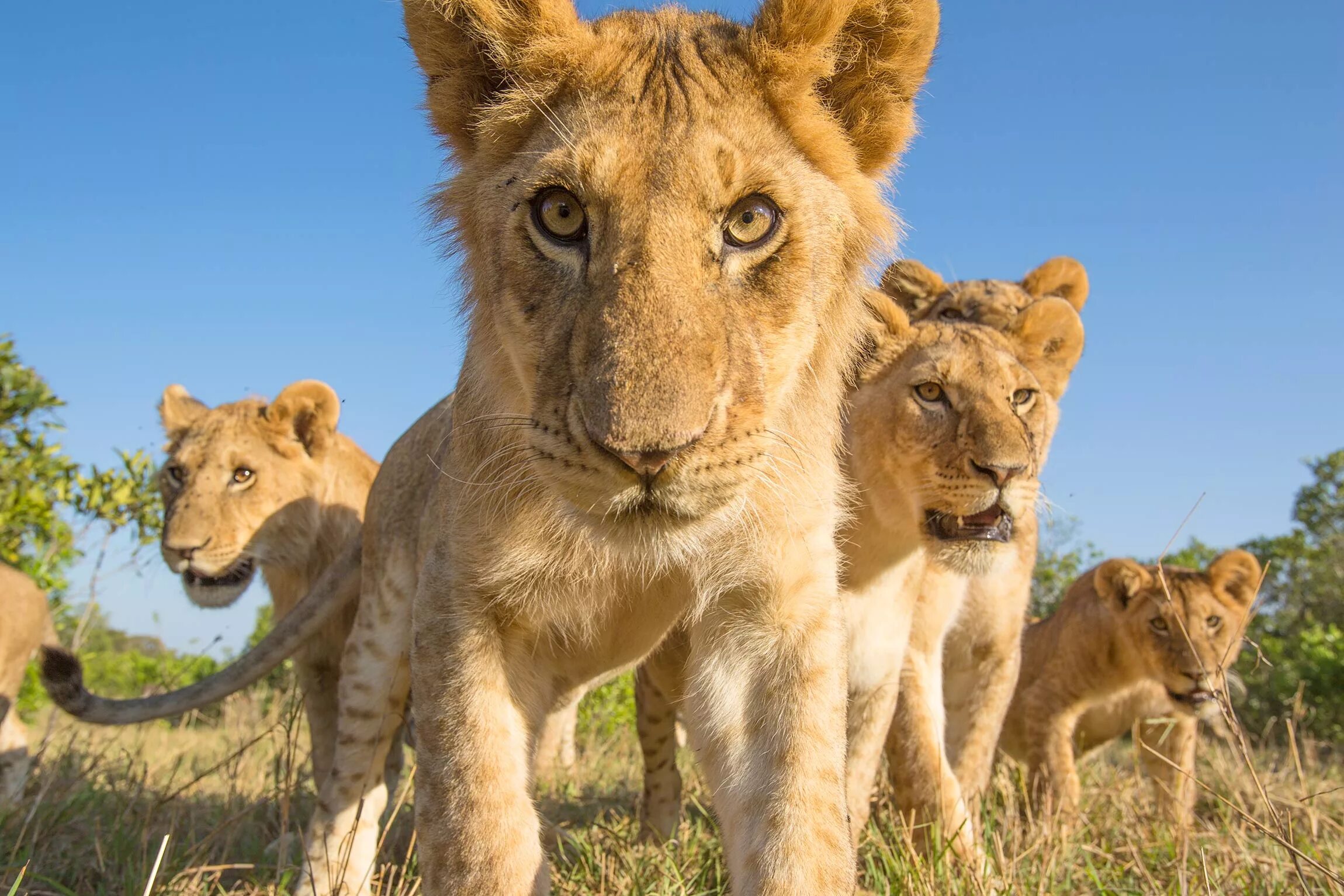 Wildlife conservation. Львы Прайд. Мир животных. Львиная семья. Про животных.