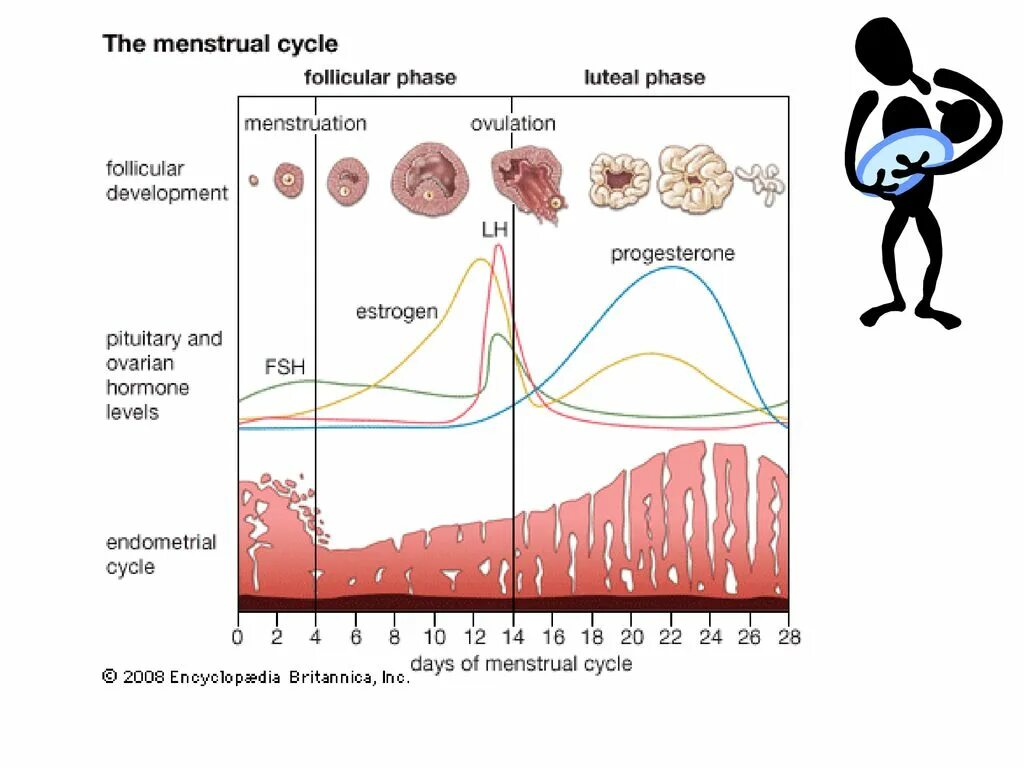 Что такое овуляция и какие процессы. ЛГ ФСГ В фазы менструационного цикла. Гормон ЛГ норма 2 фаза цикла. Половые гормоны ЛГ фолликулярная фаза. Овариально-менструационный цикл.
