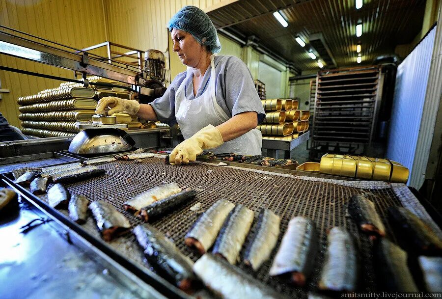 Переработка рыбы. Камчатка рыбоперерабатывающий завод восточный. Производство рыбы. Пищевая промышленность рыба. Рыбный консервный завод.