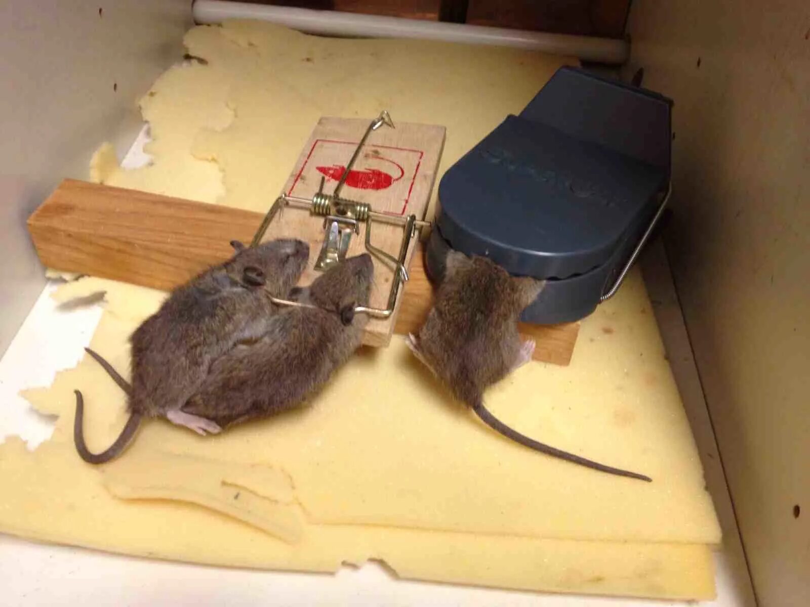 Домик для мышей. Приманочный домик для мышей. Мышь в мышеловке. Мышеловка домик для мышей. Мышь в другую сторону