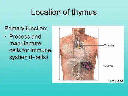 Primary system