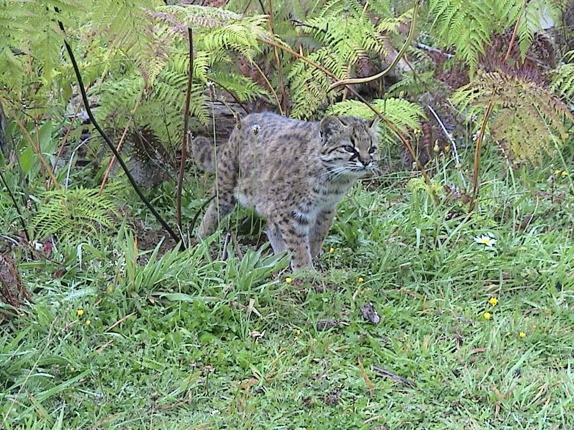 Чилийская кошка фото. Пампасная кошка. Melanistic kodkod. Пампасская кошка. Чилийская дикая кошка.