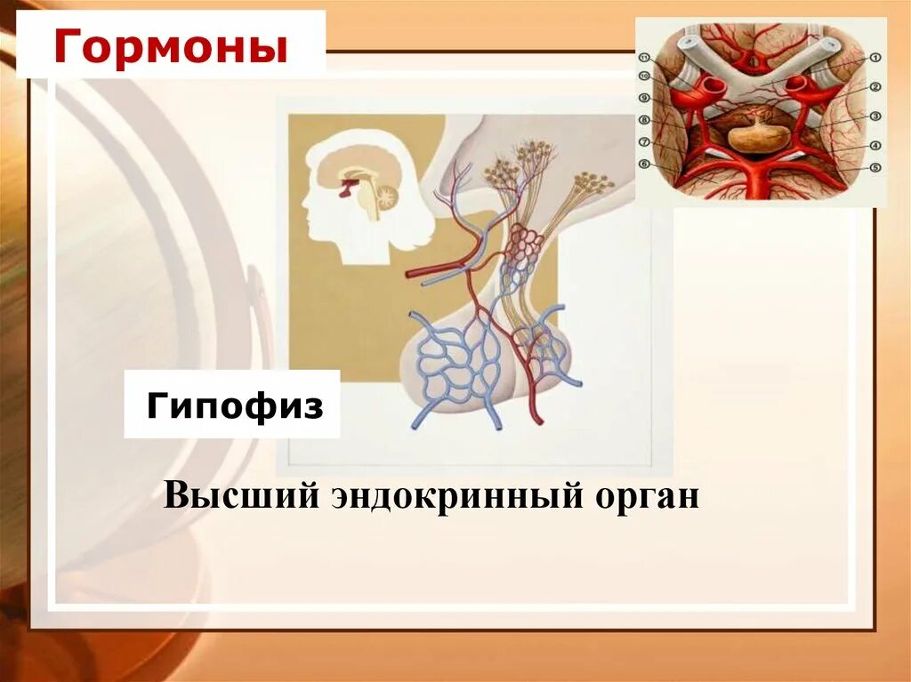 Гипофиз недостаток гормона. Нарушение гипофиза болезни. Нарушение функции гипофиза.