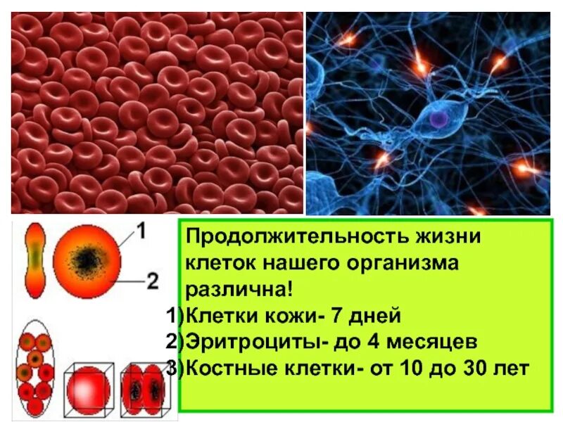 Длительность жизни эритроцитов. Срок жизни клеток человека. продолжительность жизни клеток организма. клетка организма человека. разные клетки организма человека.