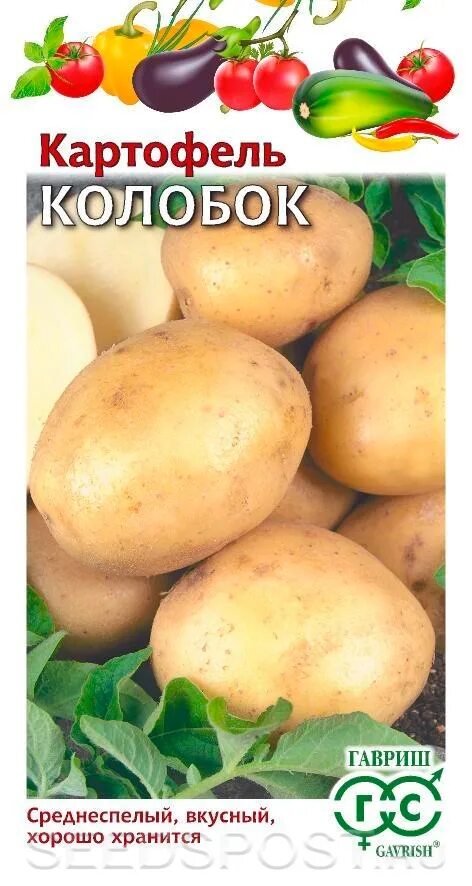 Сорт картофеля колобок. Сорт картошки колобок. Сорт картофеля колобок характеристика фото. Сорт картошки славянка. Картофель желтый сорта.