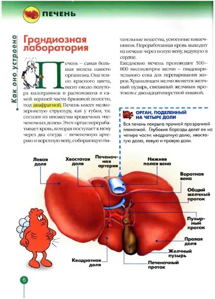 Укажите доли печени. Квадратная лроя печенм. Квадратная и хвостатая доли печени.