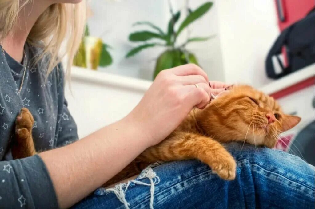 Кот привыкает к хозяевам. Гладить кошку. гладят рыжего кота. девочка гладит кота. поглаживание кошки.
