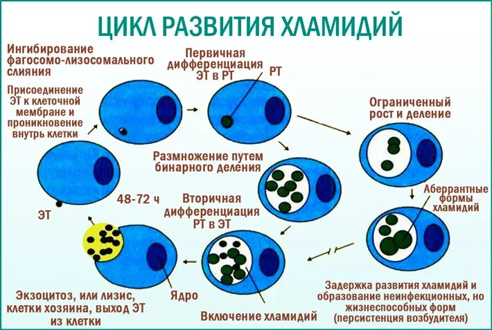 После лечения хламидий. Хламидии форма бактерии. Жизненный цикл хламидий схема. Хламидии урогенитального хламидиоза. Хламидии микробиология заболевания.