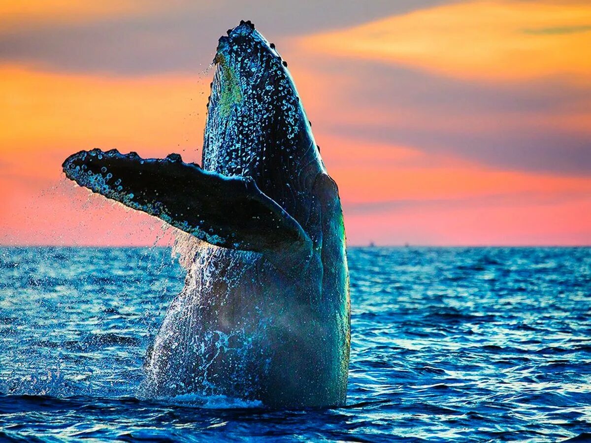 Киты атлантического океана. Горбатый кит Доминикана. Горбатый кит Атлантического океана. Горбатые киты Доминикана. Горбатые киты в Доминикане.