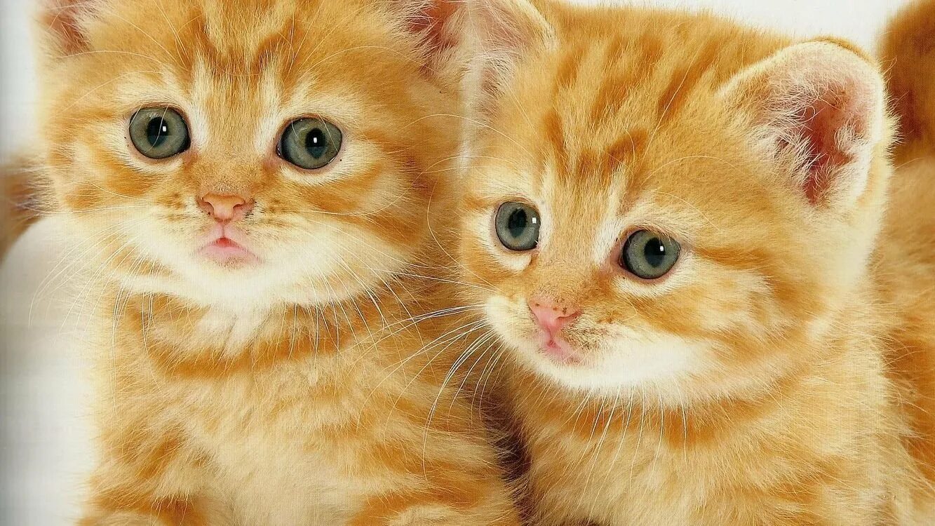 Сколько котят у рыжей кошки. Рыжий котёнок. Рыжие коты. Милые котики. Милые рыжие котики.