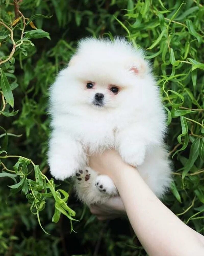 Шпиц померанский медвежьего. Шпиц померанский медвежьего. Померанский шпиц медвежьего типа мини. Карликовый померанский шпиц мишка. Померанский шпиц медвежьего типа.