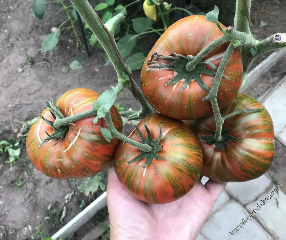 Томат странная вещь девочки. Помидоры странная вещь девушки. Томат странная вещь странной девочки. Томат странная вещь девочки. Томат странная вещь девушки.