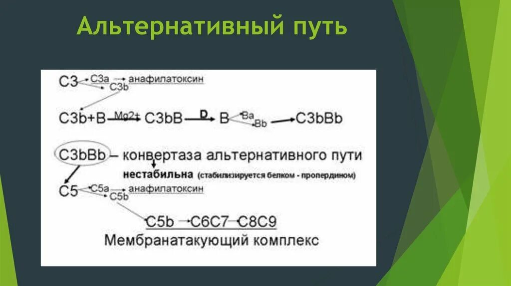 Лектиновый путь комплемента. Схема альтернативного пути активации комплемента. Активация системы комплемента по альтернативному пути начинается. Система комплемента альтернативный путь. Активация системы комплемента.