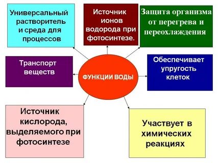 Вода в организмах выполняет функции