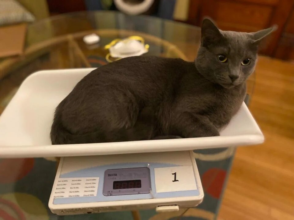 Кот неожиданно. Кота взвешивают. котики 2025. живой кот. правило кота.