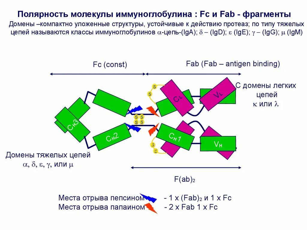 Полярность молекулы иммуноглобулина. Структура молекулы иммуноглобулина домены. Домены иммуноглобулина g. Строение иммуноглобулинов домены.