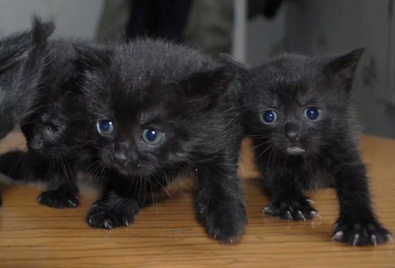 Черный котенок. Маленький черный котенок. Малюсенький черный котенок. Три чёрных котёнка. Черные котята в добрые