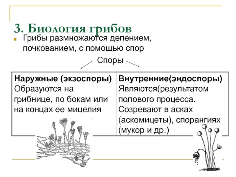 Что значит споры грибов. Споры грибов классификация. Строение высших споры у грибов. Грибы размножаются. Функции споров гриба.