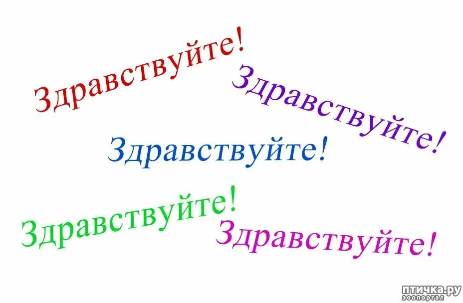 Здравствуйте буда. Здравствуйте. Здравствуйте картинки. Надпись Здравствуйте. Всем Здравствуйте.