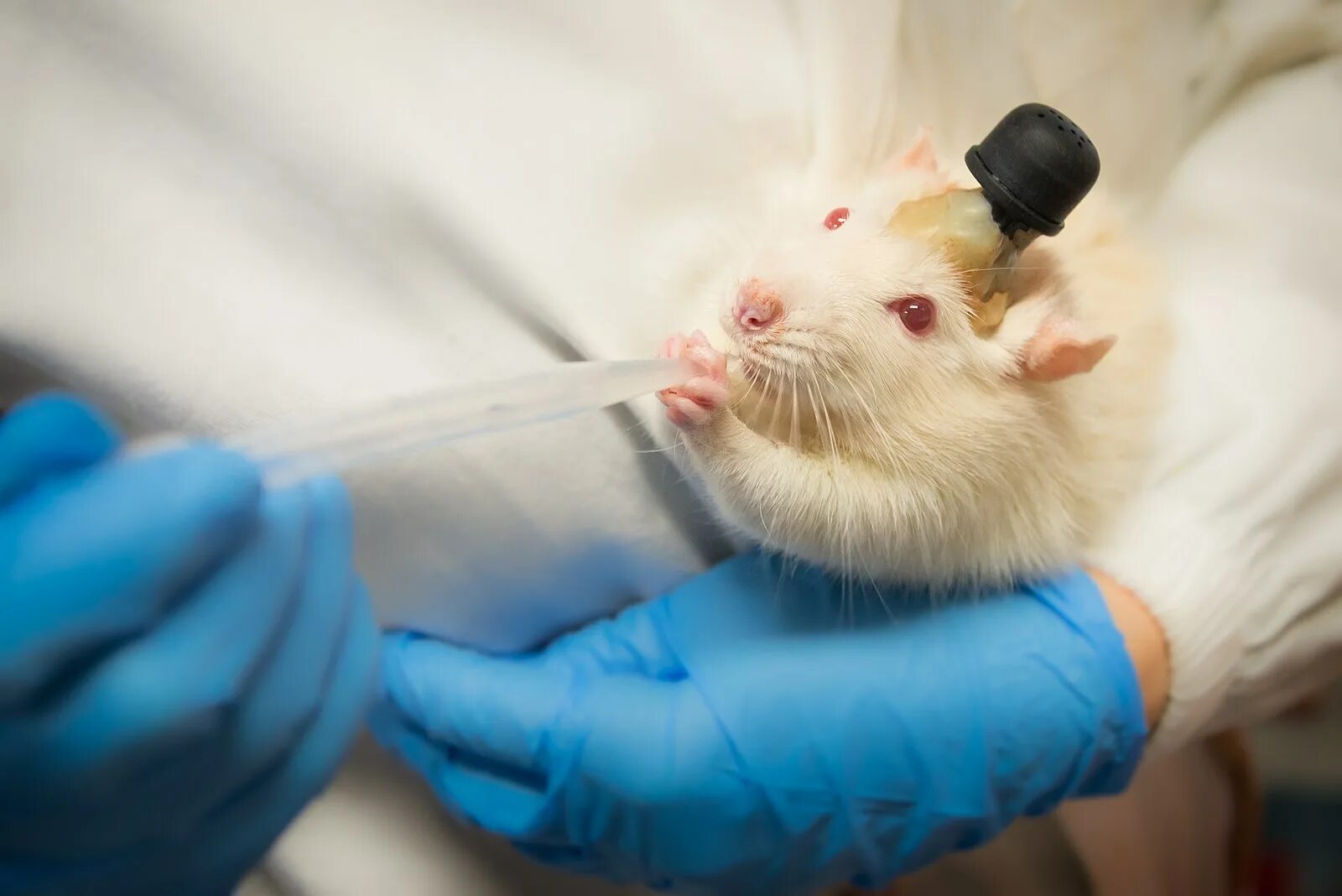 Вакцина мыши. Лабораторная крыса. Лабораторные животные. Лабораторные мыши.