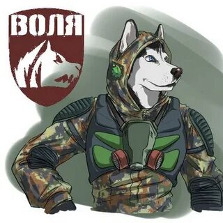 Картинки сталкер свобода