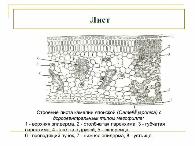 Строение листа камелии. Поперечный срез листа камелии. анатомическое строение листовой пластинки. анатомическое строение листа камелии.