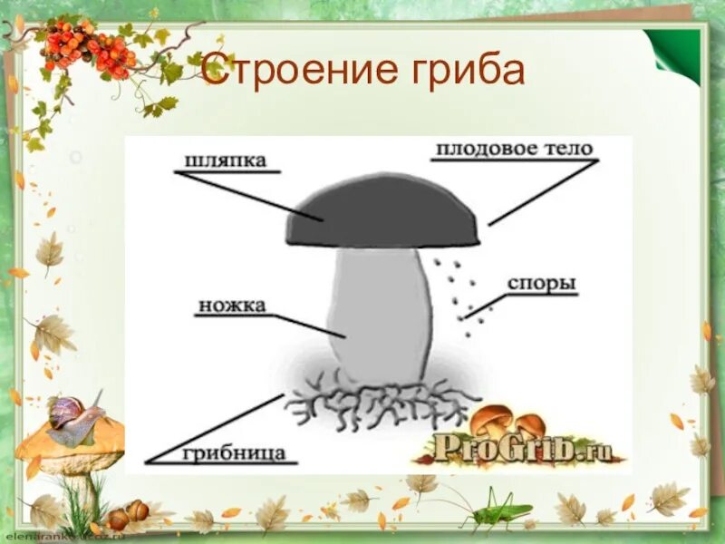 Что такое грибница 3 класс окружающий. Что такое грибница 3 класс окружающий