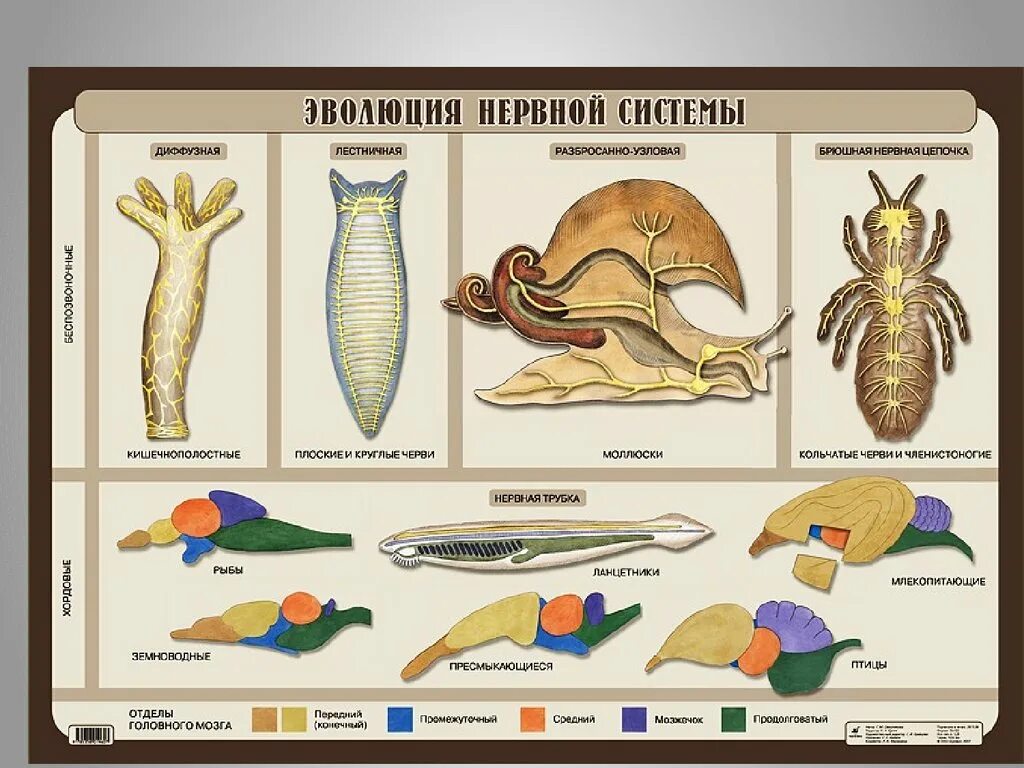 Эволюция биологическая система. Эволюция нервной системы беспозвоночных таблица. Эволюция нервной системы беспозвоночных животных. Эволюция нервной системы у животных таблица. Эволюция нервной системы беспозвоночных животных таблица.