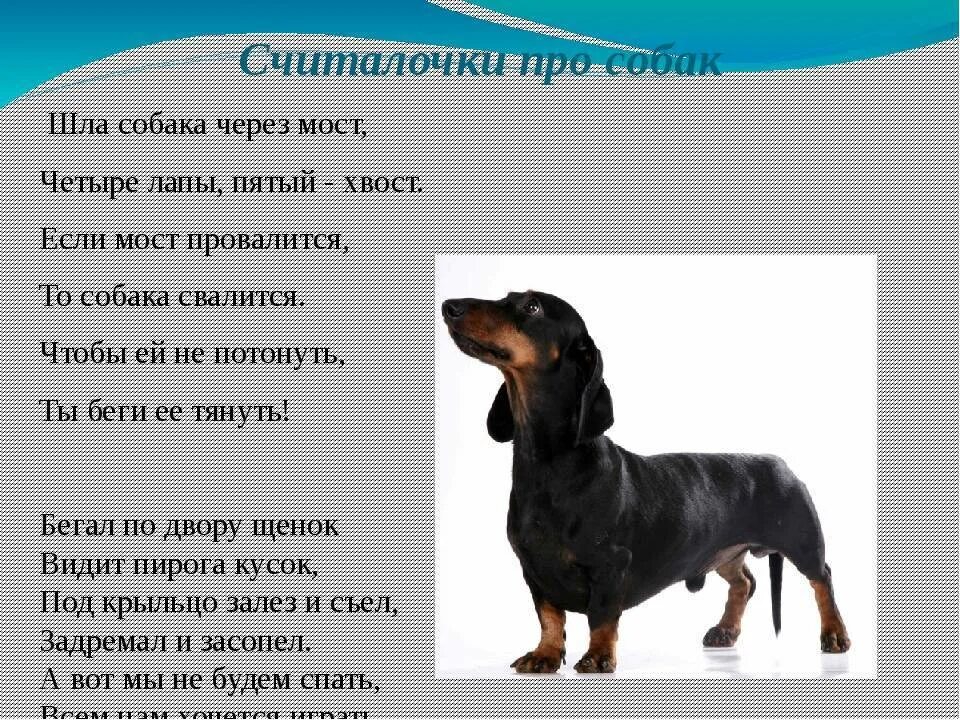 Что означает слово собака. Породы и клички собак. Стих про собаку для детей. Текст про собаку. Клички для таксы.