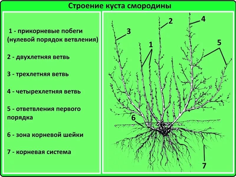 Побеги 2 порядка