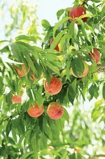 Peach plants