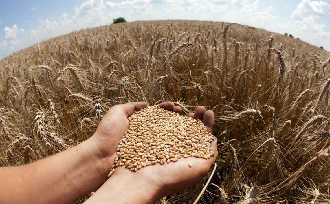Урожай зерна. Сбор урожая зерновых. Сбор пшеницы. Рекордный урожай зерна.