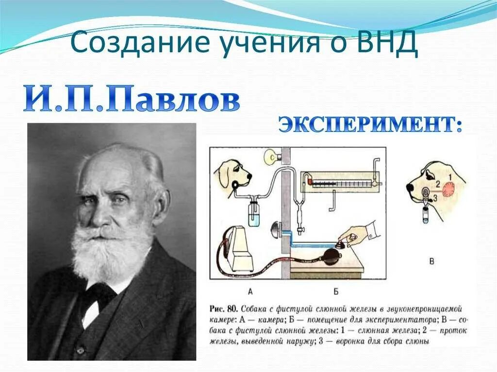 Наука и п павлова. Учение Академика и. п. Павлова о высшей нервной деятельности. Учение Павлова о ВНД. Физиология нервной деятельности Павлов.