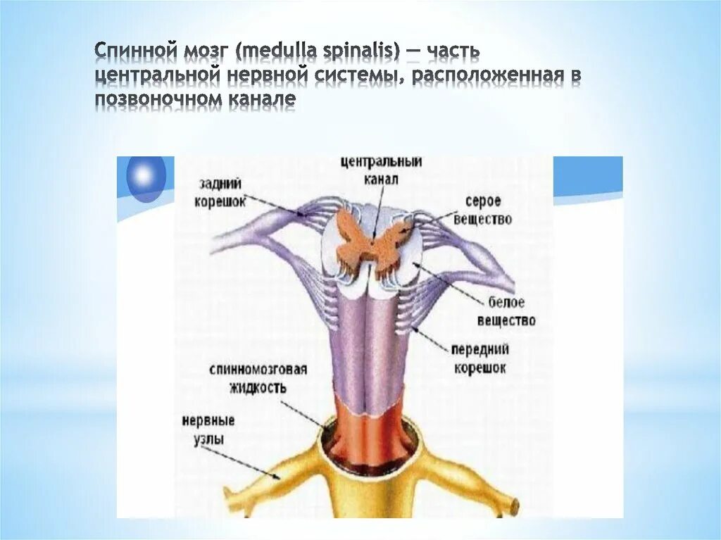 Расположен в центральном канале