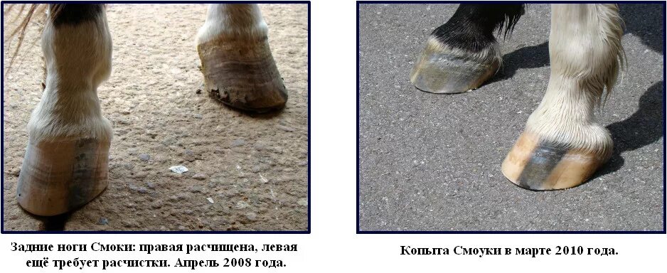 Листья растения похожи на след лошадиного копыта. Листья растения похожи на след лошадиного копыта