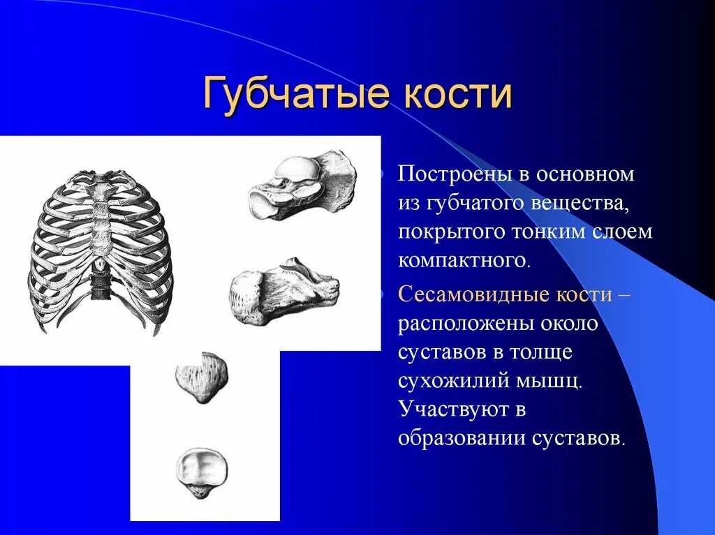 Губчатые кости заполнены. Губчатые кости. Губчатый. Форма губчатых костей. Короткие губчатые кости.