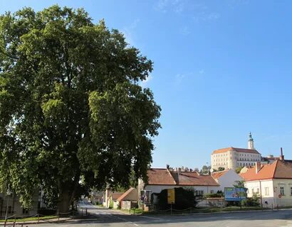 Платан сайт
