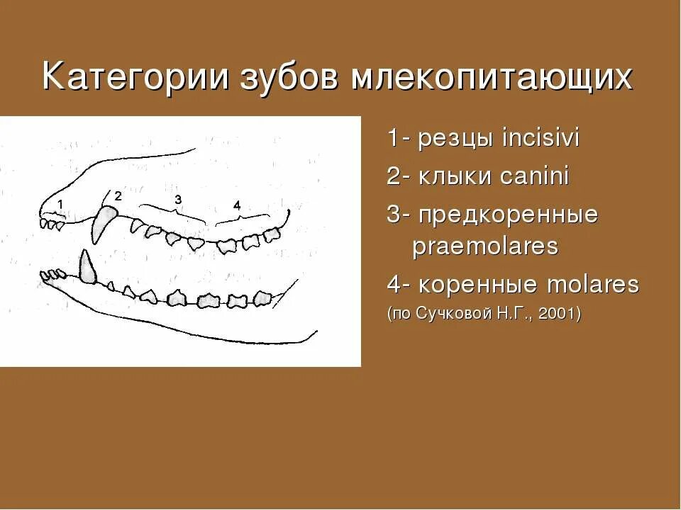 Зубная система низших млекопитающих. Зубная система млекопитающих. Зубные формулы отрядов млекопитающих. Особенности строения зубов млекопитающих.