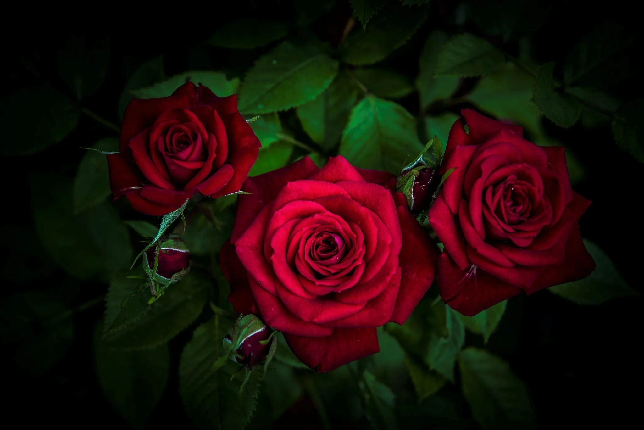 Красивые розы. Красные розы. Ярко красные розы. Цветы розы красные.