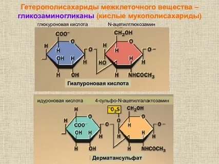 Мукополисахарид